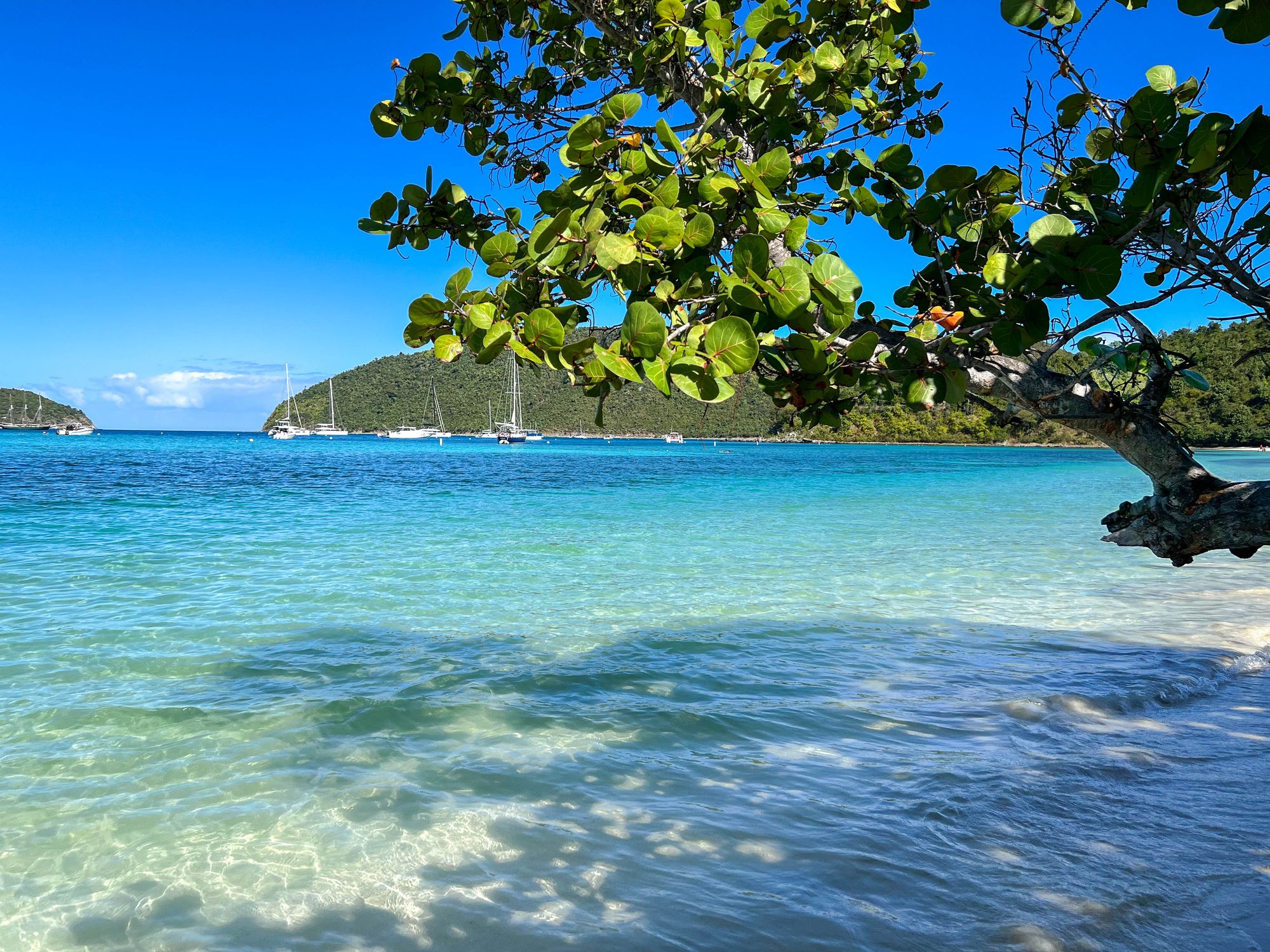 Clear turquoise water under a seagrape branch at Maho Bay, St. John